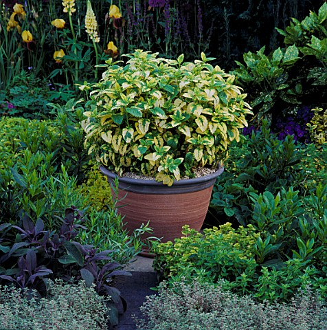 LEMON_BALM_IN_TERRACOTTA_POT_AT_THE_NATIONAL_ASTHMA_CAMPAIGN_GARDEN__CHELSEA_1993