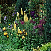 COTTAGE STYLE PLANTING OF ALLIUMS  LUPINS AND IRISES(YELLOW/PURPLE THEME) IN THE NATIONAL ASTHMA CAMPAIGN GARDEN. CHELSEA 1993