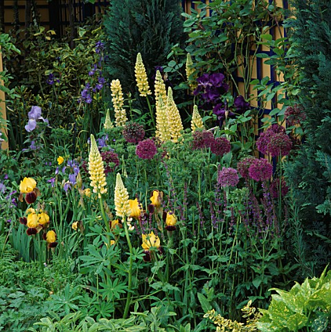 COTTAGE_STYLE_PLANTING_OF_ALLIUMS__LUPINS_AND_IRISESYELLOWPURPLE_THEME_IN_THE_NATIONAL_ASTHMA_CAMPAI