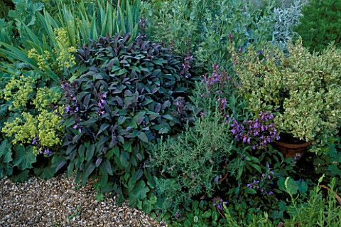 PURPLE_SAGE__ROSEMARY_AND_LEMON_THYME_IN_HERB_BED_AT_LOWER_SEVERALLS__SOMERSET