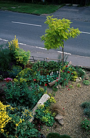 VIEW_OF_GRAVEL_AND_COTTAGE_FRONT_GARDEN_WITH_ROBINIA_PSEUDOACACIA__FRISIA__VERBASCUM_OLYMPICUM__POPP