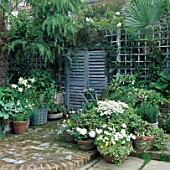 SMALL TOWN GARDEN: FALSE FRENCH SHUTTERS ON WALL WITH TRELLIS AND POTS OF WHITE BEGONIAS LILIES HOSTAS VIOLAS AND ARGYRANTHEMUMS. DESIGNER: JEAN BIRD