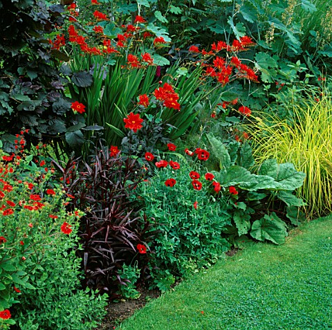 SECTION_OF_RED_BORDER_WITH_CROCOSMIA_LUCIFER__PAPAVER_COMMUTATUM_LADYBIRD_AND_CAREX_STRICTA_BOWLES_G