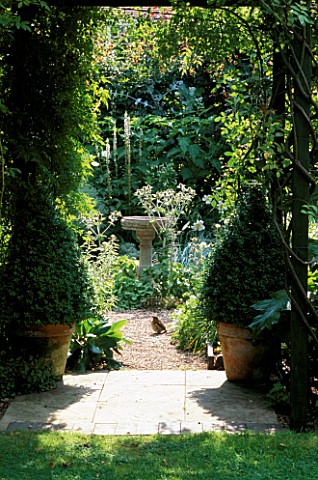 POTS_OF_PYRAMID_SHAPED_BOX_TREES_FLANK_JASMIN_COVERED_ARCHWAY_THROUGH_TO_SILVER_AND_WHITE_GARDEN__WI