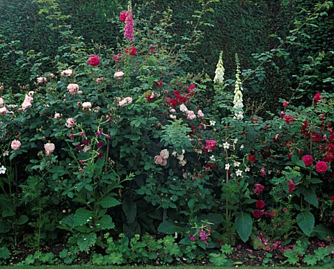 PINK_THEMED_SUMMER_BORDER_WITH_ROSES_AND_DIGITALIS__CHENIES_MANOR__BUCKINGHAMSHIRE