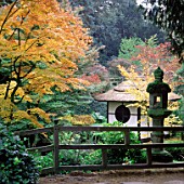 THE JAPANESE GARDEN AT TATTON PARK IN CHESHIRE. THE SHINTO TEMPLE IS SURROUNDED  BY BRILLIANTLY COLOURED JAPANESE MAPLES