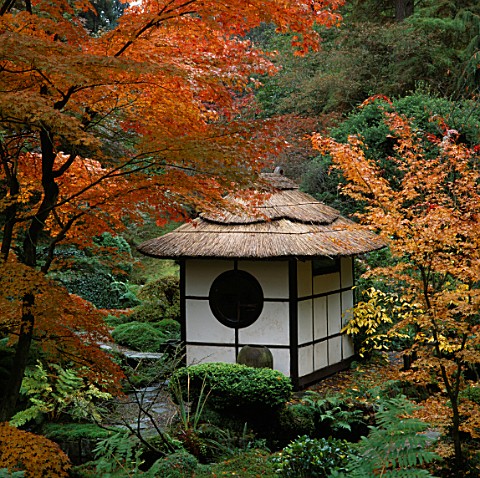 THE_JAPANESE_GARDEN_AT_TATTON_PARK_IN_CHESHIRE_THE_SHINTO_TEMPLE_IS_SURROUNDED__BY_BRILLIANTLY_COLOU