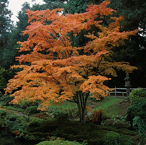 A_BRILLIANTLY_COLOURED_JAPANESE_MAPLE_IN_THE_JAPANESE_GARDEN_AT_TATTON_PARK_IN_CHESHIRE