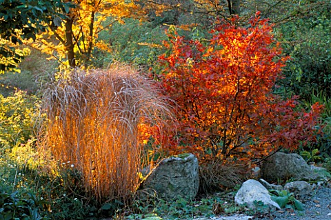 DAWN_LIGHT_SHINES_THROUGH_GRASS_AND_A_JAPANESE_MAPLE_AT_DOLWEN_GARDEN_POWYS