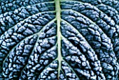 DETAIL OF FROSTED CABBAGE/NEW SHOOTS