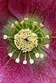 CLOSE UP OF THE CENTRE OF HELLEBORUS ORIENTALIS/NEW SHOOTS