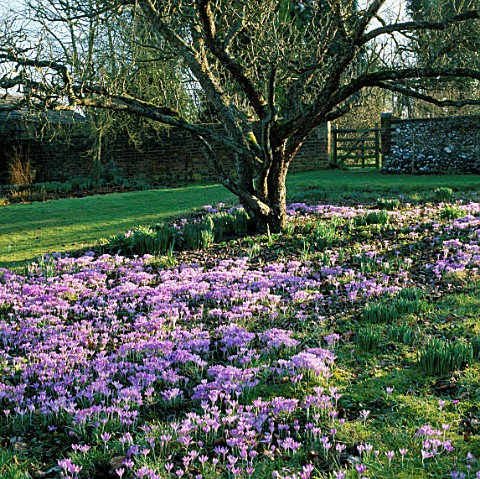CROCUS_TOMASINIANUS_GROWING_UNDER_APPLE_TREES_IN_THE_ORCHARD_AT_LITTLE_COURT__HAMPSHIRE