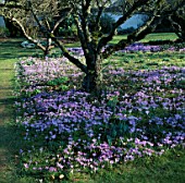 CROCUS TOMASINIANUS GROWING UNDER APPLE TREES IN THE ORCHARD AT LITTLE COURT  HAMPSHIRE
