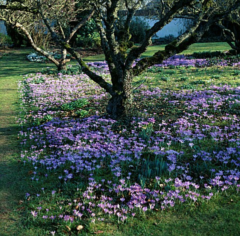 CROCUS_TOMASINIANUS_GROWING_UNDER_APPLE_TREES_IN_THE_ORCHARD_AT_LITTLE_COURT__HAMPSHIRE