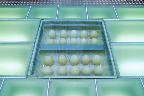 DISPLAY_OF_OSTRICH_EGGS_SITS_UNDER_PERSPEX_COVER_SET_INTO_GLASS_PATIO_LIT_FROM_BELOW_DESIGNER_STEPHE