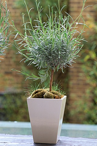 TINY_STANDARD_LAVENDER_BUSH_GROWS_IN_SQUARE_CONTAINER_ON_LEADED_WINDOW_SILL_IN_DESIGNER_STEPHEN_WOOD