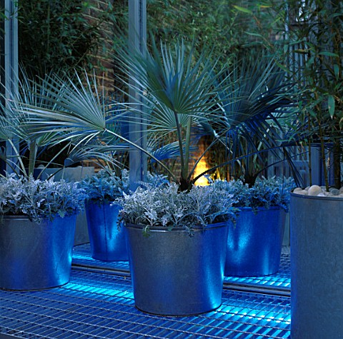 BLUE_UPLIGHTING_SHINES_ON_LARGE_METAL_CONTAINERS_WITH_TRACHYCARPUS_FORTUNEI_AND_SENECIO_CINERARIA_WH