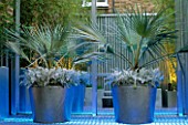 BLUE UP-LIGHTING SHINES ON LARGE METAL CONTAINERS WITH TRACHYCARPUS FORTUNEI AND SENECIO CINERARIA WHITE DIAMOND. DESIGNER STEPHEN WOODHAMS OWN GARDEN.
