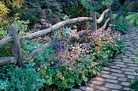 AQUILEGIAS_AND_GERANIUMS_BESIDE_A_WOODEN_FENCE_AND_COBBLESTONE_PATH_LEEDS_CITY_COUNCIL_GARDEN__CHELS
