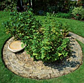 GOOSEBERRY BUSHES GROW IN THE MIDDLE OF BRICK CIRCLE. DESIGNER: LUCY GENT