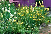 ICELAND POPPIES TULIP SPRING GREEN  AND NARCISSUS PIPPIT IN A YELLOW PLANTING BY KEEYLA MEADOWS SAN FRANCISCO