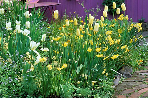ICELAND_POPPIES_TULIP_SPRING_GREEN__AND_NARCISSUS_PIPPIT_IN_A_YELLOW_PLANTING_BY_KEEYLA_MEADOWS_SAN_