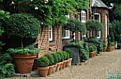 LEAD CONTAINERS  WITH CLIPPED TOPIARY PITTOSPORUM AND SANTOLINA. THE CONTAINER IS GARLANDED WITH IVY. BOX BALLS IN POTS. MOLESHILL HOUSE SURREY