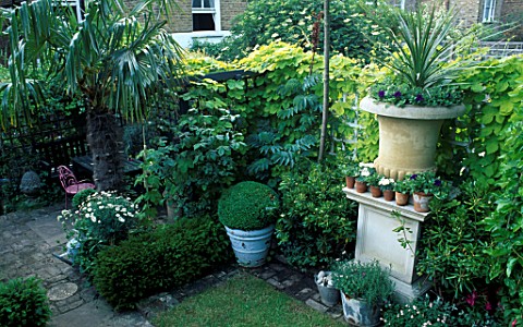 SMALL_TOWN_GARDEN_STONE_URN_FLANKED_FROM_RIGHT_TO_LEFT_WITH_A_WEEPING_MULBERRY__PITTOSPORUM_TOBIRA_A
