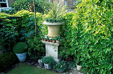 SMALL_TOWN_GARDEN_STONE_URN_FLANKED_FROM_RIGHT_TO_LEFT_WITH_A_WEEPING_MULBERRY__PITTOSPORUM_TOBIRA_A