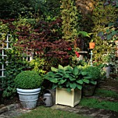 SMALL TOWN GARDEN: BOX BALLS AND HOSTA SIEBOLDIANA IN CONTAINERS WITH ACER PALMATUM BLOODGOOD AND DICKSONIA ANTARCTICA BEHIND.  DESIGNER: JONATHAN BAILLIE