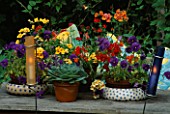 CANDLES IN COLOURED GLASS TUBES BESIDE GROUP OF SUMMER CONTAINERS ON TABLE WITH NEMESIA  PANSIES AND ECHEVERIAS. DESIGNER: LISETTE PLEASANCE