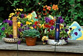 CANDLES IN COLOURED GLASS TUBES BESIDE A GROUP OF SUMMER CONTAINERS ON TABLE PLANTED WITH NEMESIA  PANSIES AND ECHEVERIAS. DESIGNER: LISETTE PLEASANCE