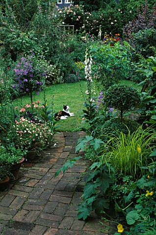 BRICK_PATHWAY_LEADING_TO_SECLUDED_LAWN_IN_SMALL_TOWN_GARDEN_STANDARD_SOLANUM_RANTONNETII_ON_LEFT_AND