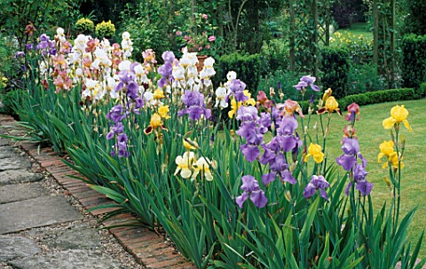 IRIS_BED_AT_THE_MANOR_HOUSE__GONALSTON__NOTTINGHAMSHIRE