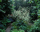 CRAMBE CORDIFOLIA IN FULL FLOWER DOMINATES AN AREA BY A SEAT
