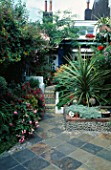 SMALL TOWN GARDEN: WITH FUCHSIAS AND A SPECIMEN DRACAENA FRAMING STEPS WITH PEBBLED TREADS AND TILED RISERS. WHITE MEDITERRANEAN WALLS. DESIGNERS: ANDREW & KARLA NEWELL