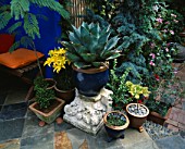 DECORATIVE FEATURES IN SMALL TOWN GARDEN:  AGAVE IN A BLUE GLAZED CONTAINER SURROUNDED BY TILES  PEBBLES &  BRICK FLOORING & ULTRAMARINE BLUE WALLS. DESIGN: ANDREW & KARLA NEWELL