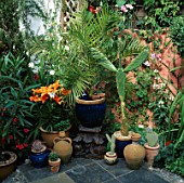 SMALL COURTYARD GARDEN: OLIVE JAR  CACTUS  PALM AND ORANGE LILIES IN POTS ON A TILED TERRACE. TO THE LEFT IS AN OLEANDER IN A POT. DESIGNERS: ANDREW & KARLA NEWELL