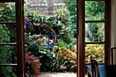 SMALL TOWN GARDEN: VIEW THROUGH FRENCH WINDOWS TO SMALL COURTYARD GARDEN. WOODEN DECKING & TIMBER PERGOLA SURROUNDED BY FUCHSIAS  CROCOSMIA  JAPANESE ANEMONES. DESIGN: KARLA NEWELL