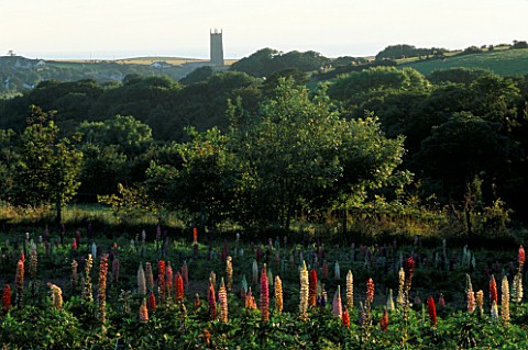 THE_LUPIN_TRIALS_FIELD_WITH_STOKE_CHURCH_AND_SEA_BEYOND_AT_WEST_COUNTRY_LUPINS
