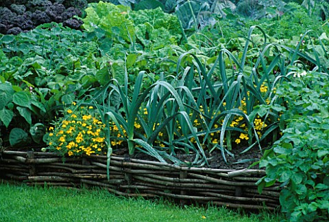 VEGETABLE_GARDEN_AT_ROSENDAL__SWEDEN_RAISED_WICKER_BED_WITH_LEEKS_AND_OTHER_VEGETABLES
