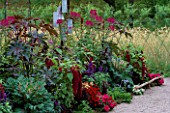BORDER OF RED  WINE AND PLUM: SALVIA VICTORIA  AMARANTHUS HYPOCHONDRIACUS PYGMY TORCH  BRASSICA OLEARICA RED FEATHER  ALTERNANTHERA FICOIDEA  CLEOME VIOLET QUEEN  RICINUS