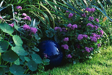 BLUE_GAZING_BALL_IN_THE_BORDER_SURROUNDED_BY_NASTURTIUM_LEAVES_AND_AGERATUM_THE_NICHOLS_GARDEN__READ