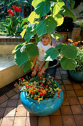 HAZEL_SITS_ON_A_POT_PLANTED_WITH_PAWLONIA_TOMENTOSA_IN_FRONT_IS_A_BLUE_GLAZED_POT_PLANTED_WITH_CALCE