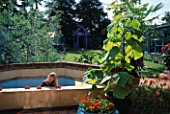 HAZEL PLAYS IN THE BUILT-IN PADDLING POOL. BESIDE HER ARE POTS OF CALEOLARIA F1 HYBRID SUNSET  ARCTOTIS FLAME AND PAWLONIA TOMENTOSA. THE NICHOLS GARDEN  READING