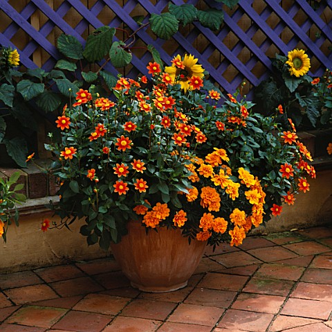 YELLOW_SUNFLOWER_PACINO__AND_A_TERRACOTTA_CONTAINER_PLANTED_WITH_CALENULA_AND_DAHLIA_TOP_MIX_ORANGE_