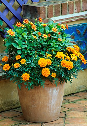 TERRACOTTA_CONTAINER_PLANTED_WITH_CALENDULA_AND_DAHLIA_TOP_MIX_ORANGE_AGAINST_THE_LILAC_TRELLIS_THE_