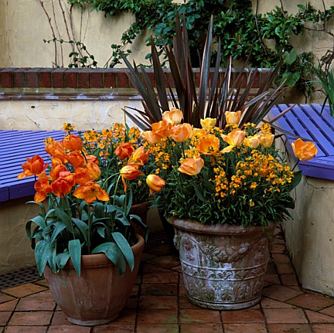 TERRACOTTA_POTS_PLANTED_WITH_PHORMIUM__TULIP_GENERAL_DE_WET__GOLD_WALLFLOWERS_AND_TULIP_DAYDREAM_THE
