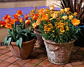 TERRACOTTA POTS PLANTED WITH PHORMIUM  TULIP GENERAL DE WET   GOLD WALLFLOWERS AND TULIP DAYDREAM