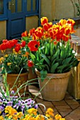 GOLD PAINTED POT WITH TULIP FIRE QUEEN AND TERRACOTTA POT PLANTED WITH TULIP APELDOORN ELITE.